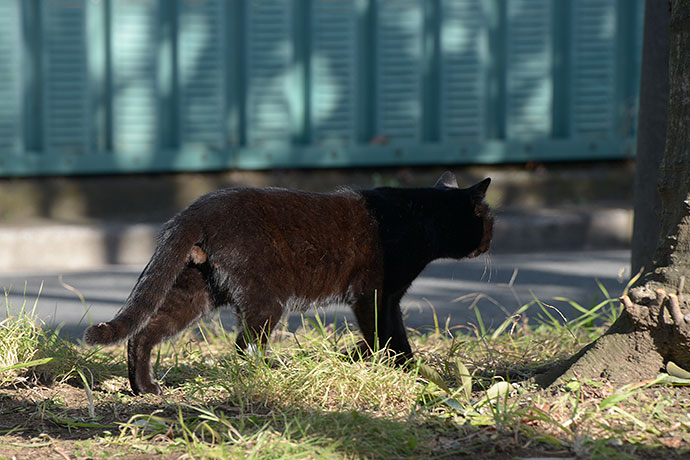 太田区のねこ