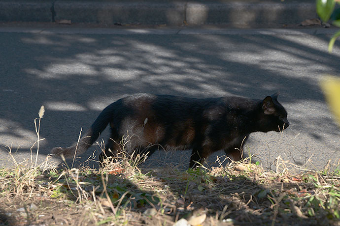 太田区のねこ