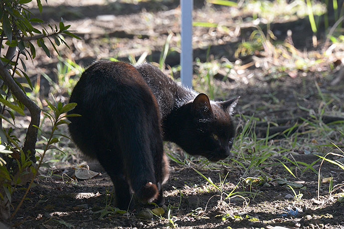 太田区のねこ