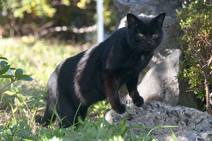 太田区のねこ