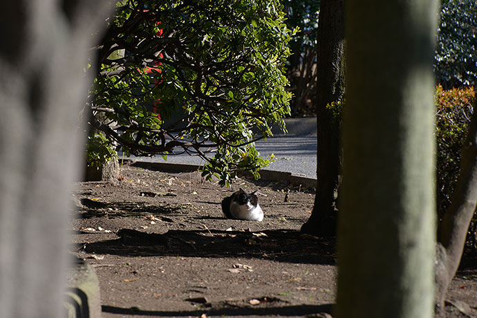 太田区のねこ