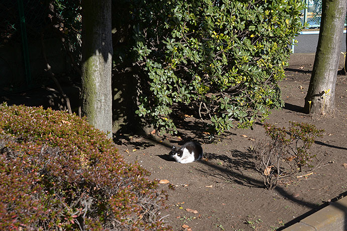 太田区のねこ