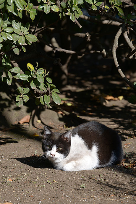 太田区のねこ