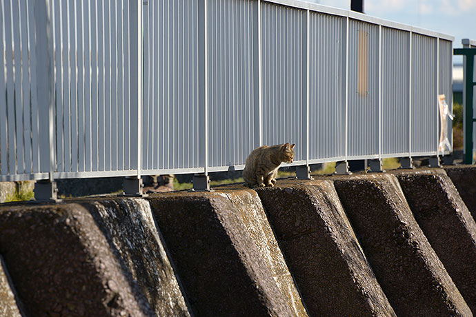 太田区のねこ