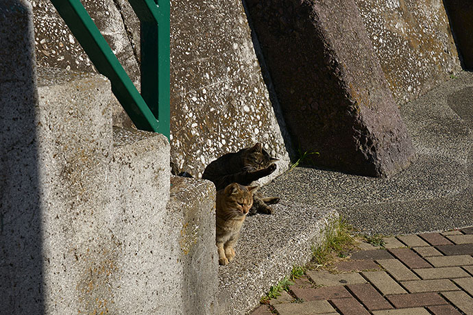 太田区のねこ