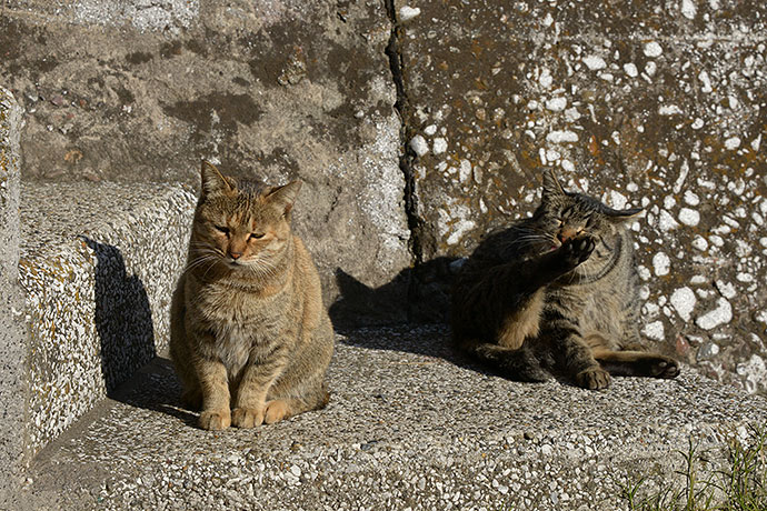 太田区のねこ