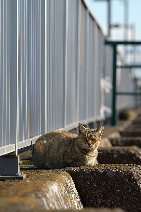 太田区のねこ