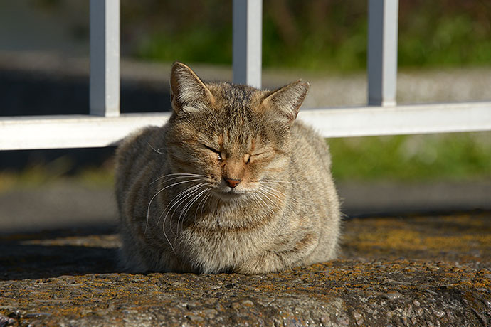 太田区のねこ