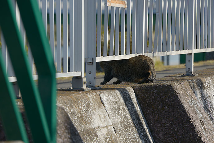 太田区のねこ