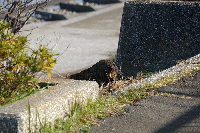 太田区のねこ