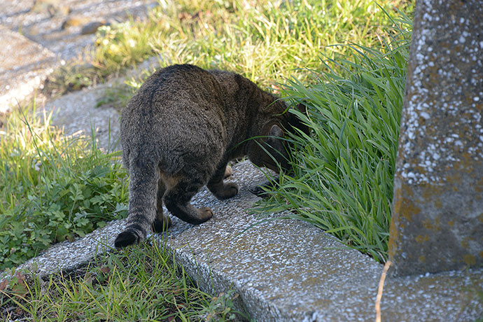 太田区のねこ
