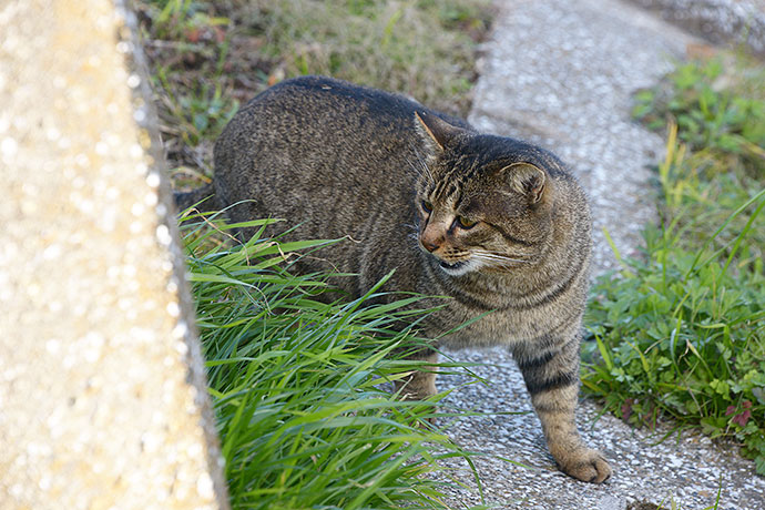 太田区のねこ