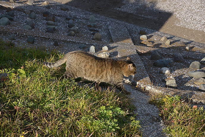 太田区のねこ