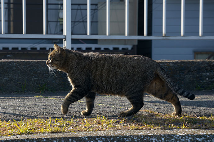 太田区のねこ