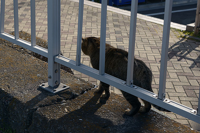 太田区のねこ