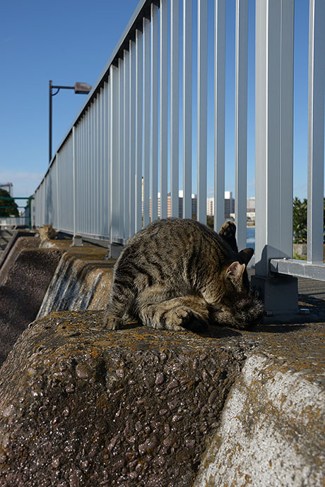 太田区のねこ