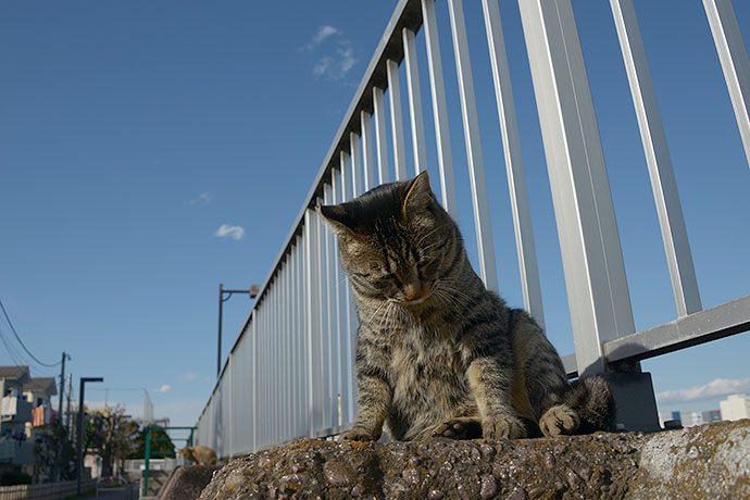 太田区のねこ