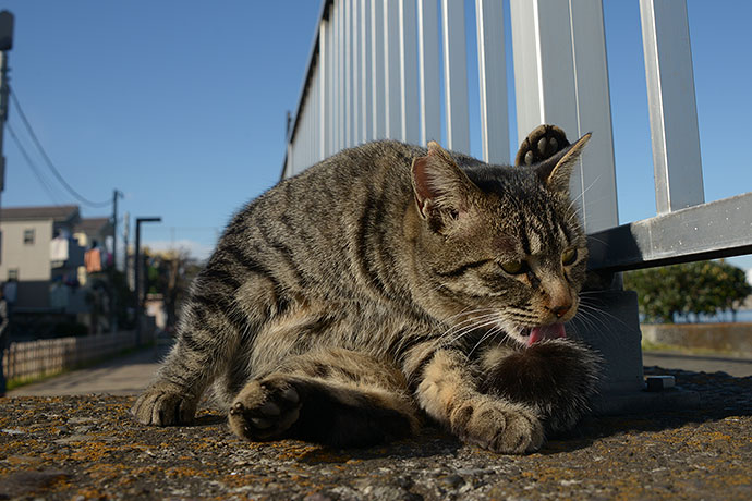 太田区のねこ