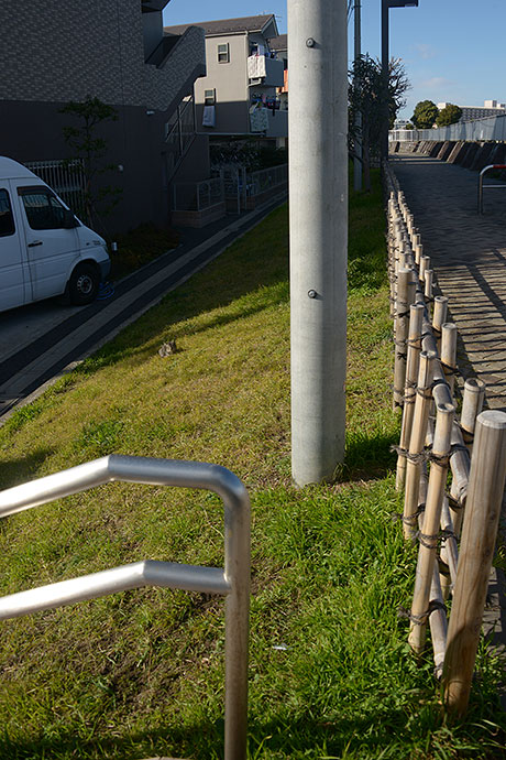 太田区のねこ