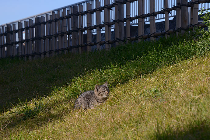 太田区のねこ