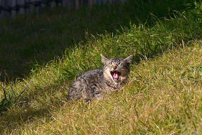 太田区のねこ
