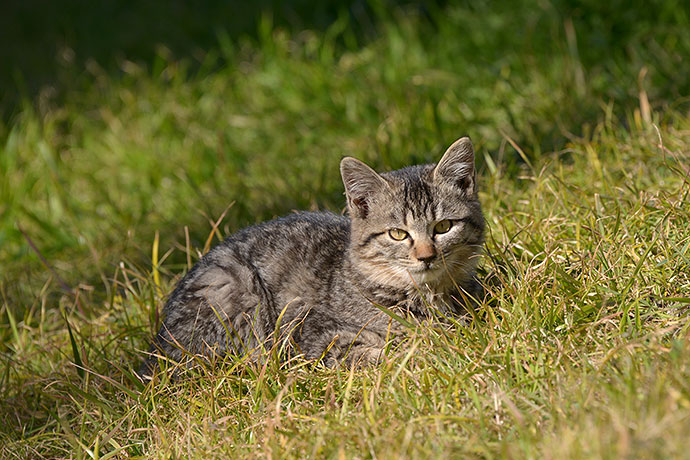 太田区のねこ