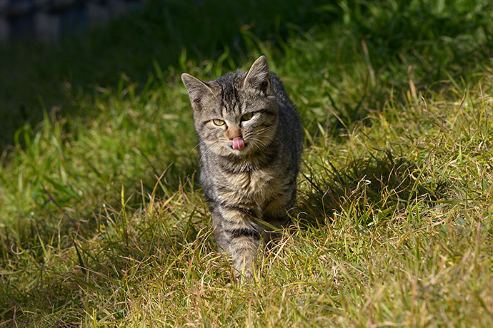 太田区のねこ