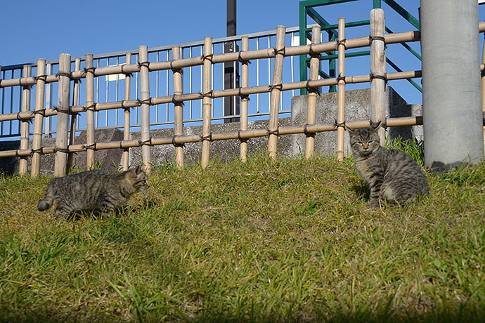 太田区のねこ