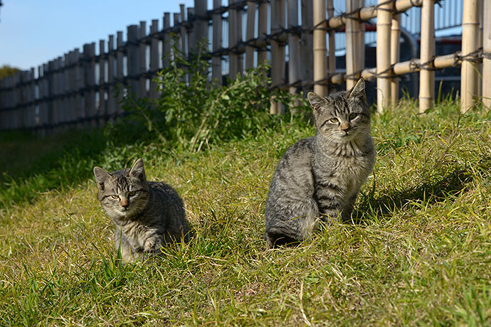 太田区のねこ