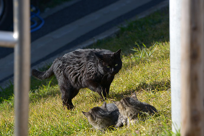 太田区のねこ