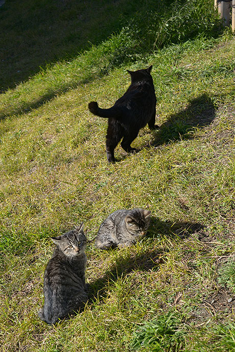 太田区のねこ