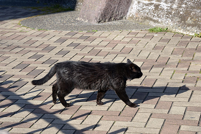 太田区のねこ