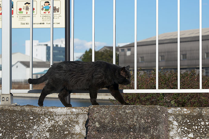 太田区のねこ