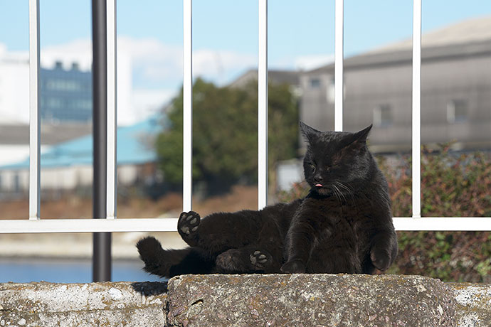 太田区のねこ