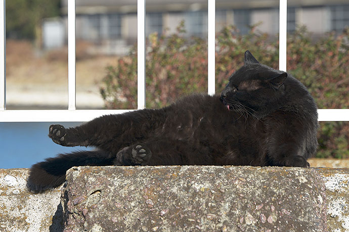 太田区のねこ