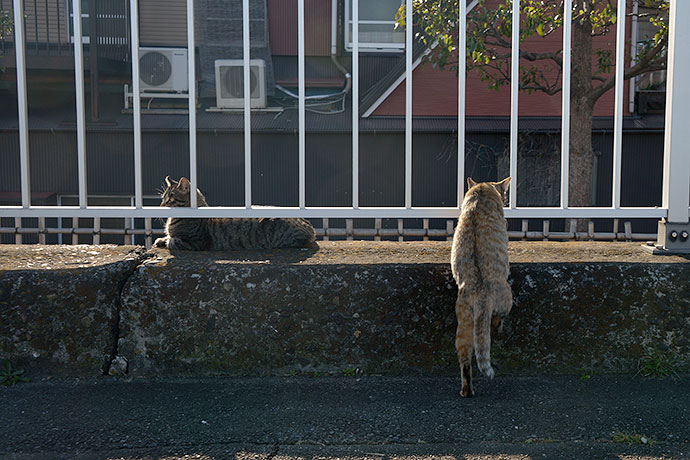 太田区のねこ