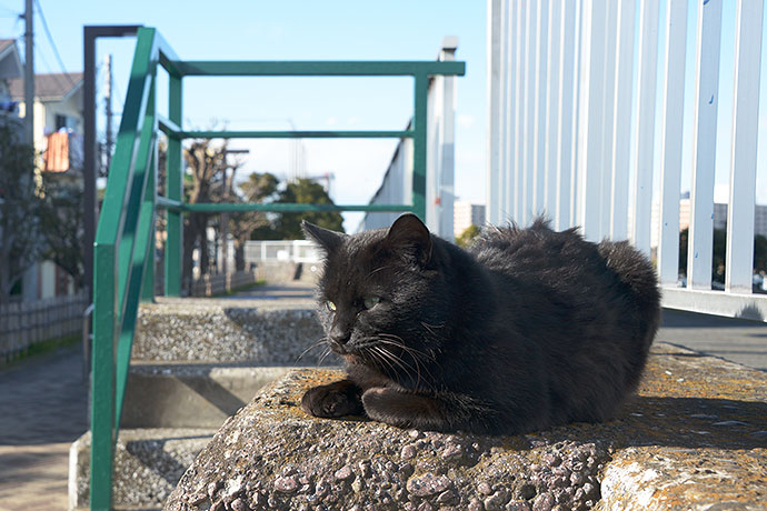 太田区のねこ