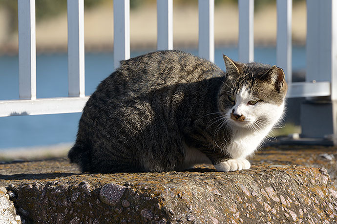 太田区のねこ