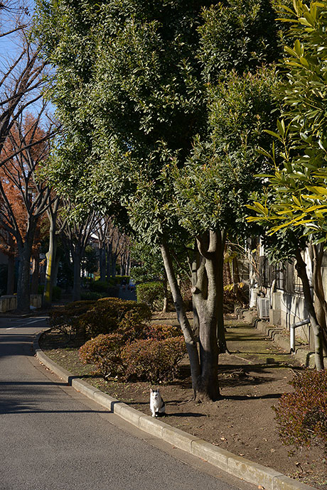 太田区のねこ
