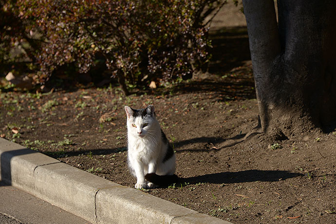 太田区のねこ