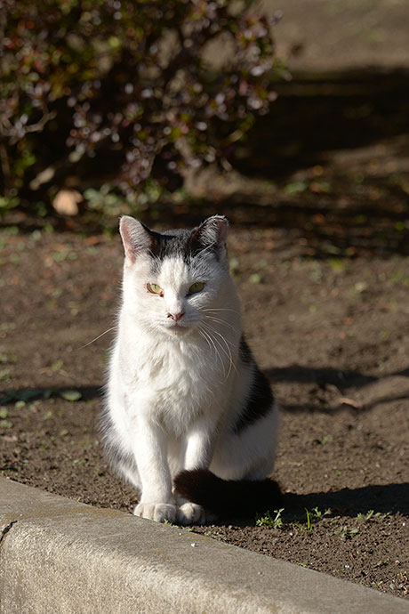 太田区のねこ