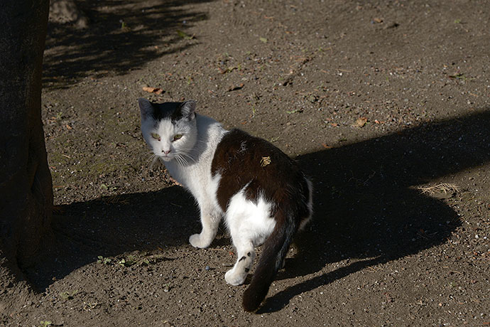 太田区のねこ