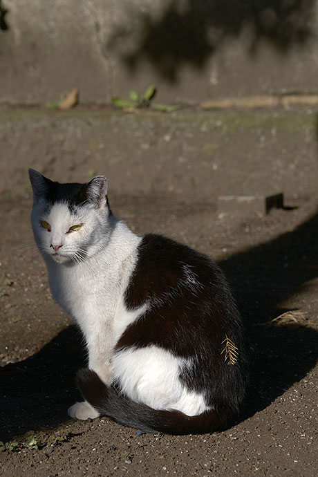 太田区のねこ
