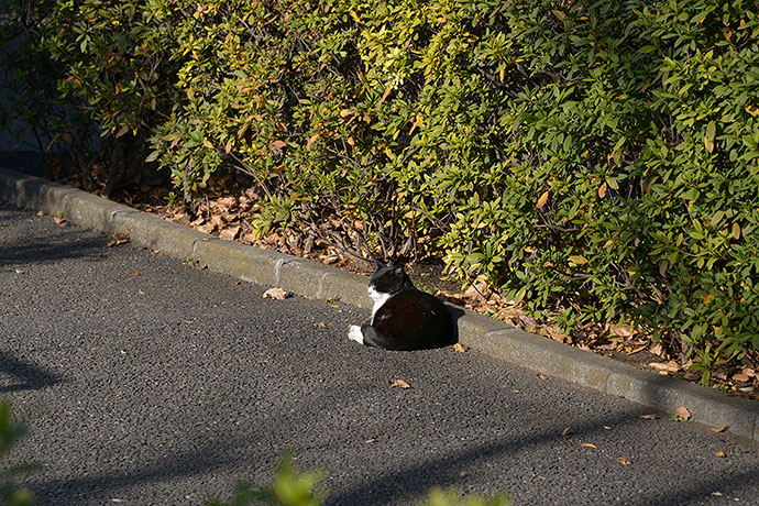 太田区のねこ