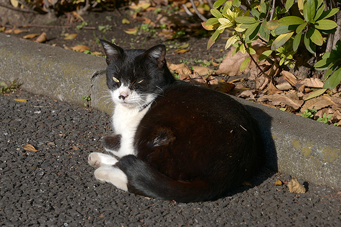 太田区のねこ