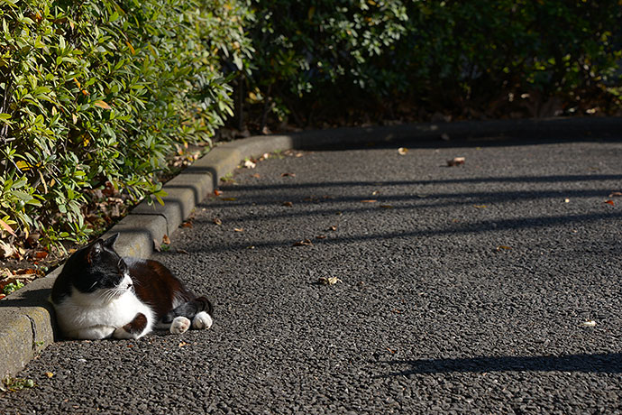 太田区のねこ