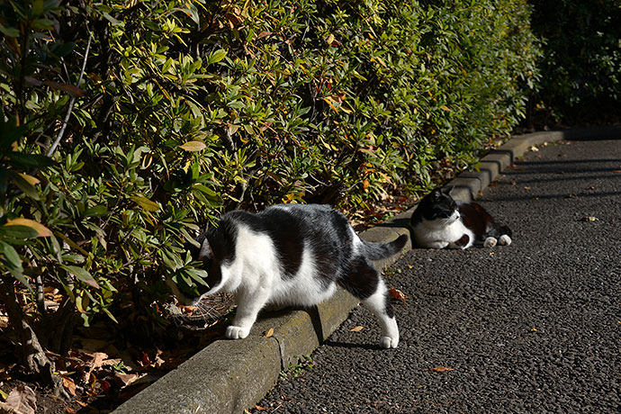 太田区のねこ