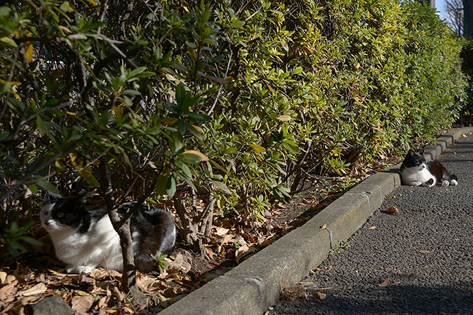 太田区のねこ