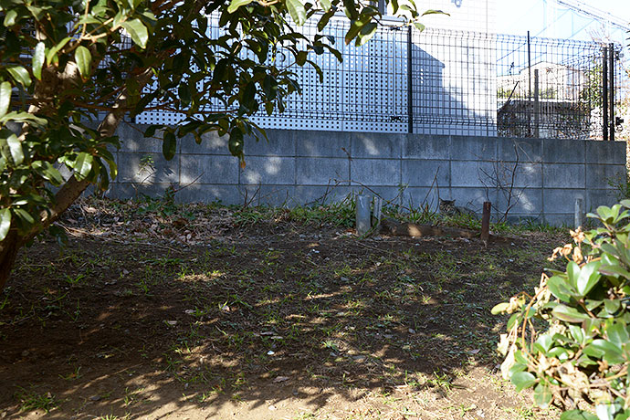 太田区のねこ