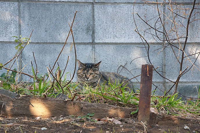 太田区のねこ
